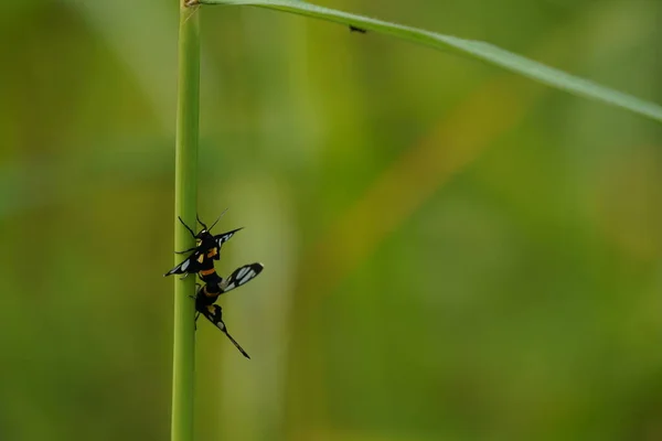 아름다운 곤충들 자연의 — 스톡 사진