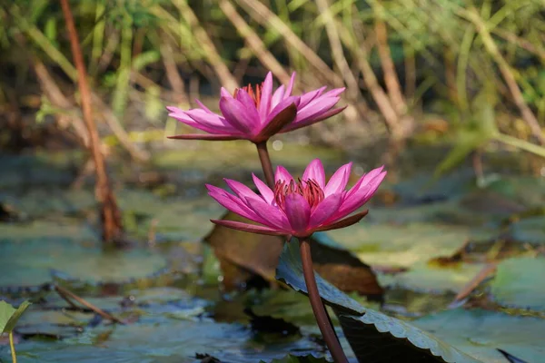 Gölette Güzel Nilüfer Çiçekleri — Stok fotoğraf