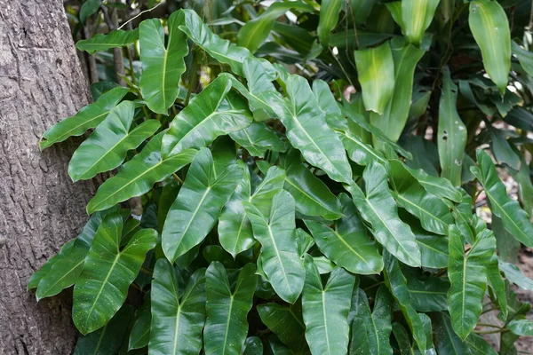 Bahçede yeşil yapraklar