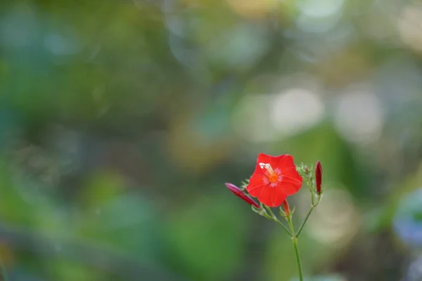 Beautiful Botanical Shot Natural Wallpaper — Stock Photo, Image