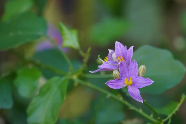 Schöne Lila Blumen Grünen Garten — Stockfoto