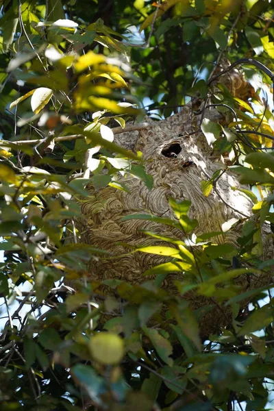 Гнездо Дереве Солнечный Летний День — стоковое фото