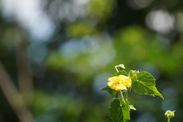 庭に緑の葉を持つ黄色の花を咲かせ — ストック写真