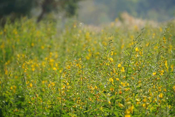 牧草地の美しい黄色の花 — ストック写真