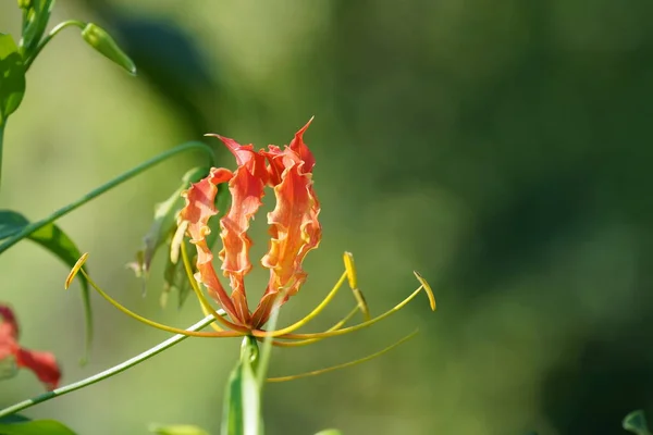 Beautiful Botanical Shot Natural Wallpaper — Stock Photo, Image