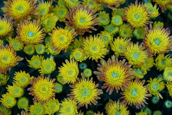 Bahçedeki güzel sarı çiçekler