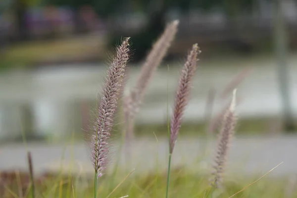 Schönes Wildes Gras Frühling Auf Der Wiese — Stockfoto