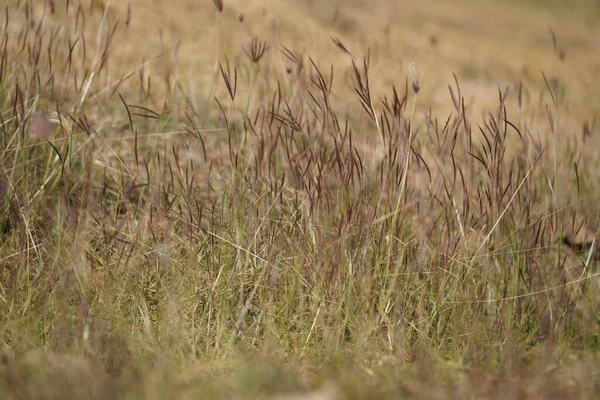 Güzel botanik fotoğrafı, doğal duvar kağıdı.