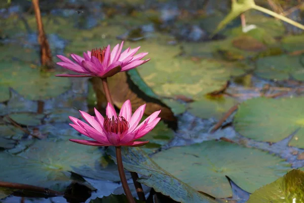 Gölette Güzel Pembe Nilüfer Çiçekleri — Stok fotoğraf