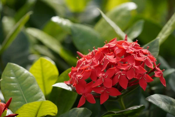 Bahçede çiçek açan güzel kırmızı çiçeklerin yakın plan görüntüsü, seçici odaklanma