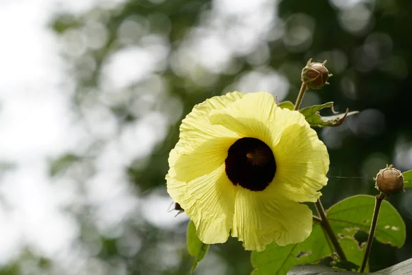 Bel Colpo Botanico Carta Parati Naturale — Foto Stock