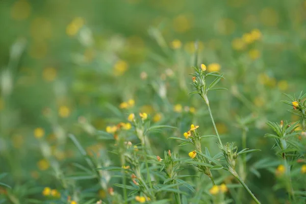 Krásné Žluté Květy Poli — Stock fotografie
