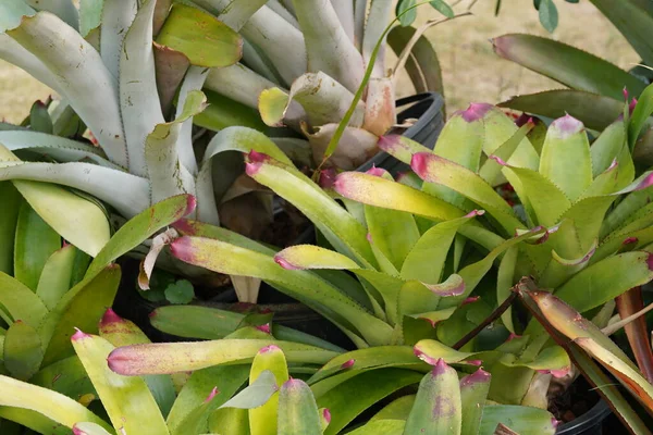 Крупним Планом Вид Красиві Зелені Сукуленти Рослини — стокове фото