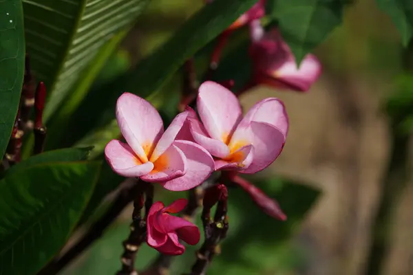 Vue Rapprochée Belles Fleurs Fleurs Dans Jardin — Photo