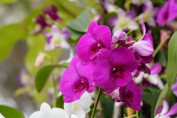 Hermosas Flores Orquídea Jardín — Foto de Stock