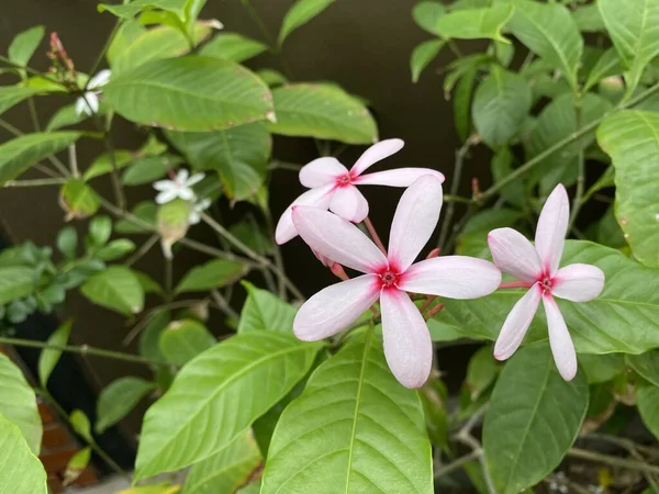 Belles Fleurs Dans Jardin — Photo