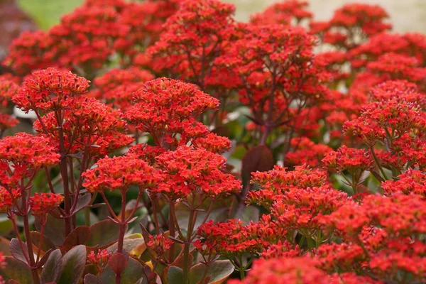 güzel çiçek açan çiçeklerin yakın çekim