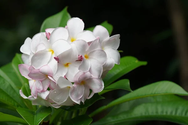 Közeli Kilátás Gyönyörű Virágzó Virágok Kertben — Stock Fotó