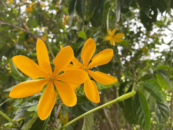 庭の美しい黄色の花 — ストック写真