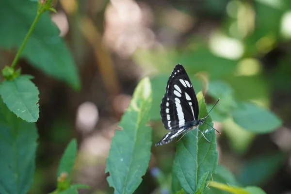 Close View Beautiful Butterfly Nature — стоковое фото