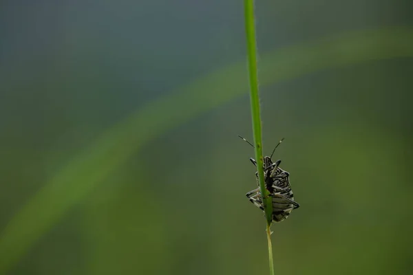 Close View Beautiful Insects Blurred Nature Background — стоковое фото