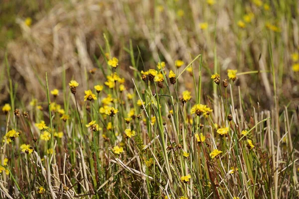 Çayırdaki sarı çiçekler