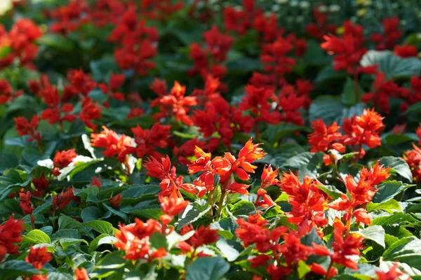 Bahçedeki güzel çiçekler