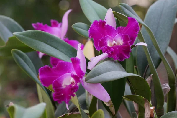 Bahçedeki güzel orkide çiçekleri