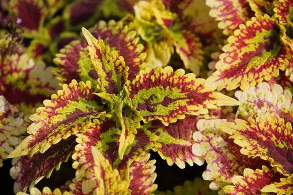 Güzel botanik çekimi, doğal arka plan.