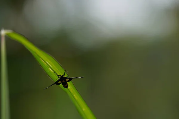 Schönes Insekt Natur Hintergrund — Stockfoto