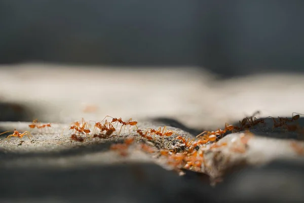 Closeup Shot Ants Outdoors Selective Focus — стоковое фото
