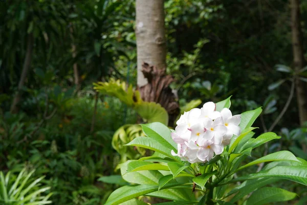 Vista Close Belas Flores Florescendo Jardim — Fotografia de Stock