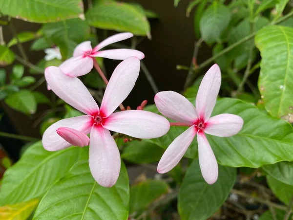 Beautiful Pink Flowers Garden — Stock Photo, Image