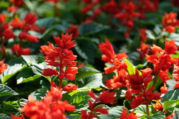 Bahçedeki güzel kırmızı çiçekler