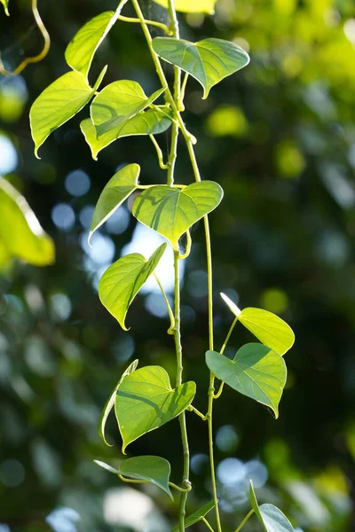 Ağaçtaki yeşil yapraklar