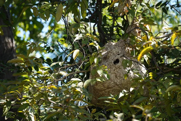 Güneşli yaz gününde ağaçta bir yuva