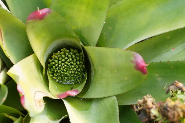 Close View Beautiful Green Succulents Plants — 스톡 사진
