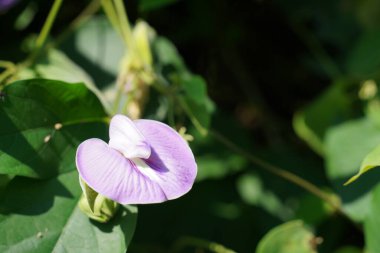 Bahçede yetişen güzel çiçek açan çiçekler 
