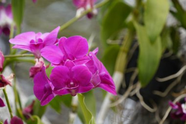 Bahçedeki güzel orkide çiçekleri 