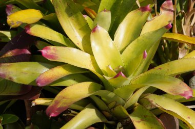 Güzel botanik çekimi, doğal arka plan.