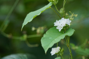 Bahçedeki güzel çiçekler 