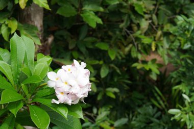 Bahçede çiçek açan güzel çiçeklerin yakın çekim görüntüsü