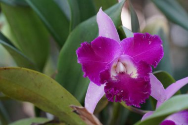 Güzel mor orkideler, yazın orkide çiçekleri..