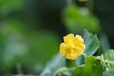 Bahçedeki güzel sarı çiçekler