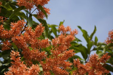 Güzel botanik fotoğrafı, doğal duvar kağıdı.