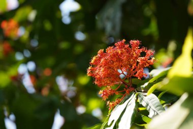 Bahçedeki güzel çiçekler