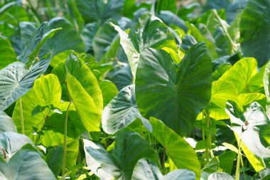 Yazın açık havada yetişen bitkilerin yeşil yaprakları