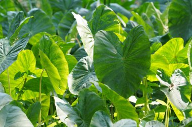 Yazın açık havada yetişen bitkilerin yeşil yaprakları