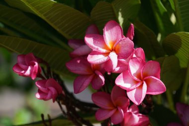 Bahçedeki güzel pembe çiçekler