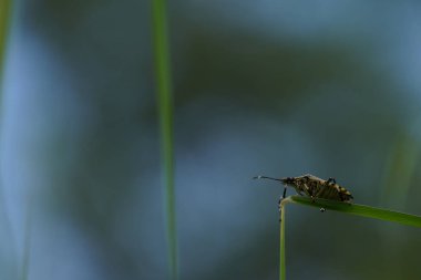 güzel böcekler, doğa arka planı 
